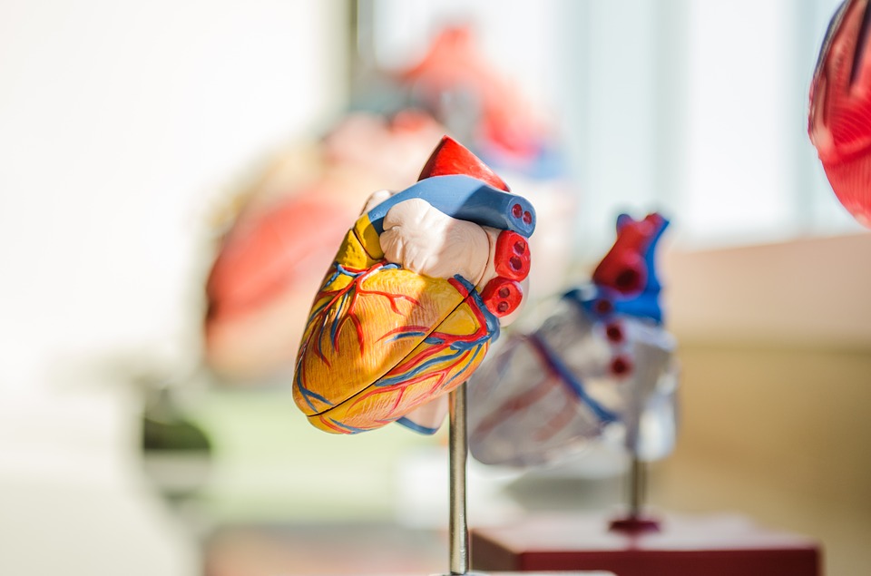 anatomical model of human heart